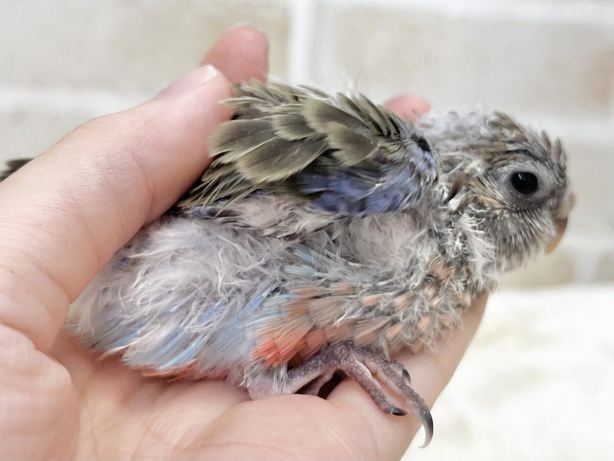 アキクサインコ（秋草インコ）