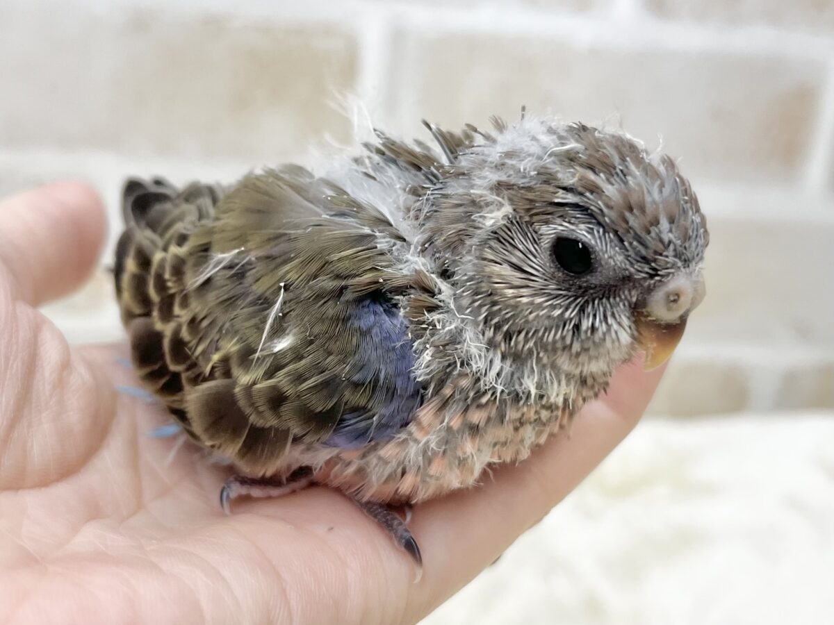 アキクサインコ（秋草インコ）