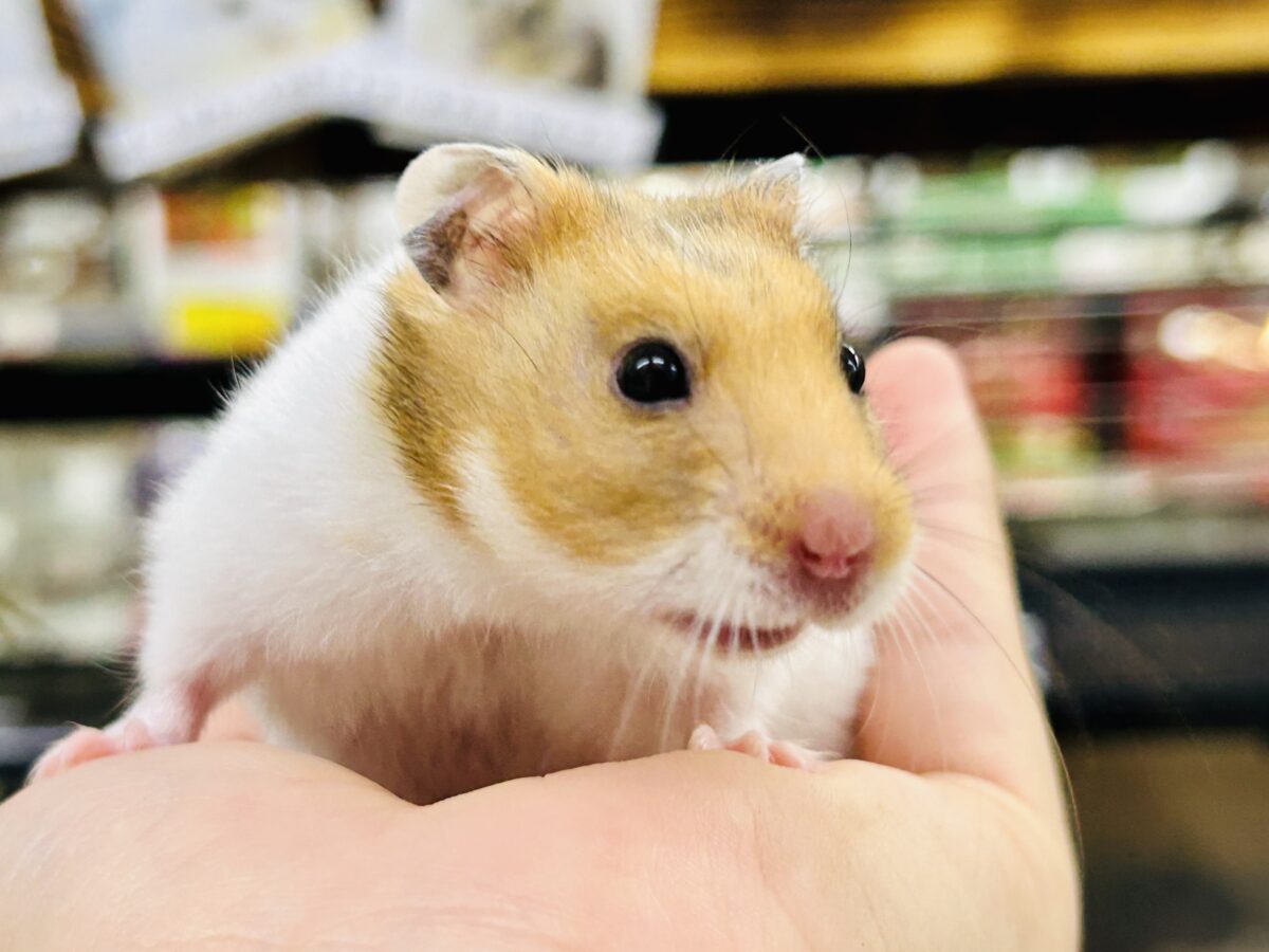 ゴールデンハムスター系