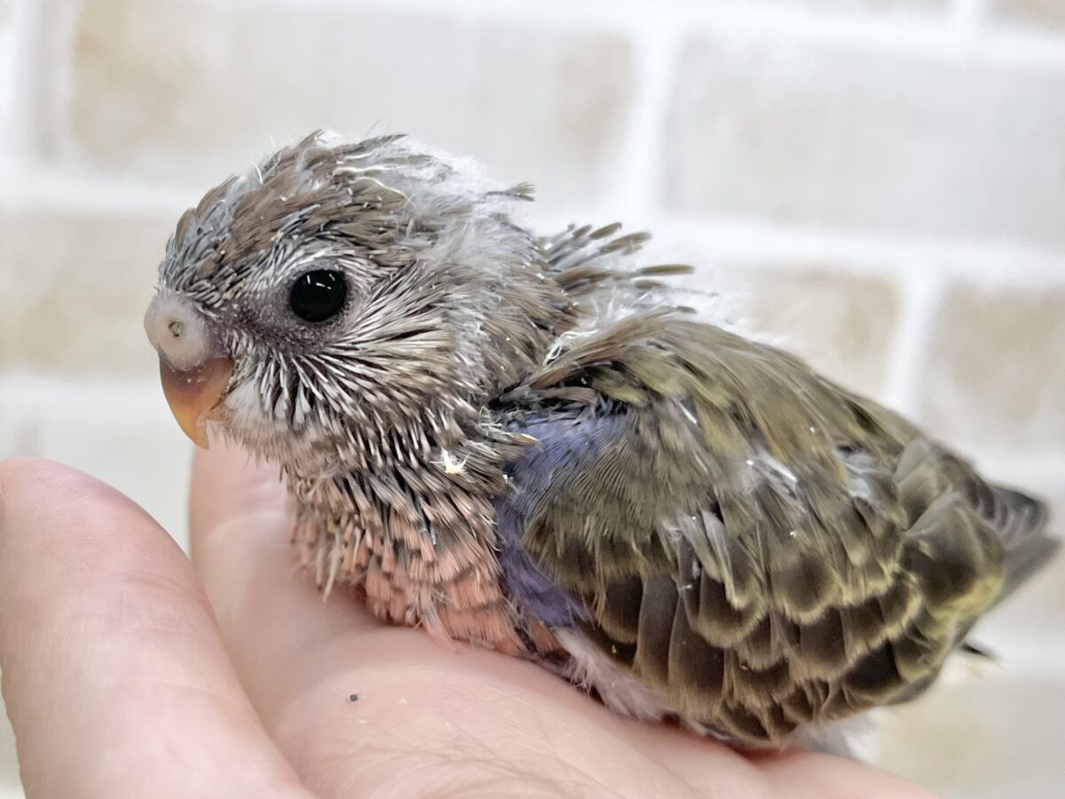 アキクサインコ（秋草インコ）