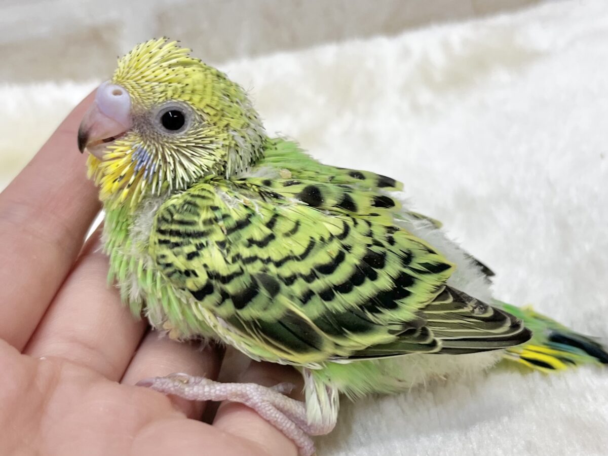 セキセイインコ