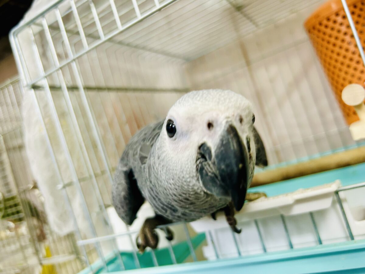 ヨウム