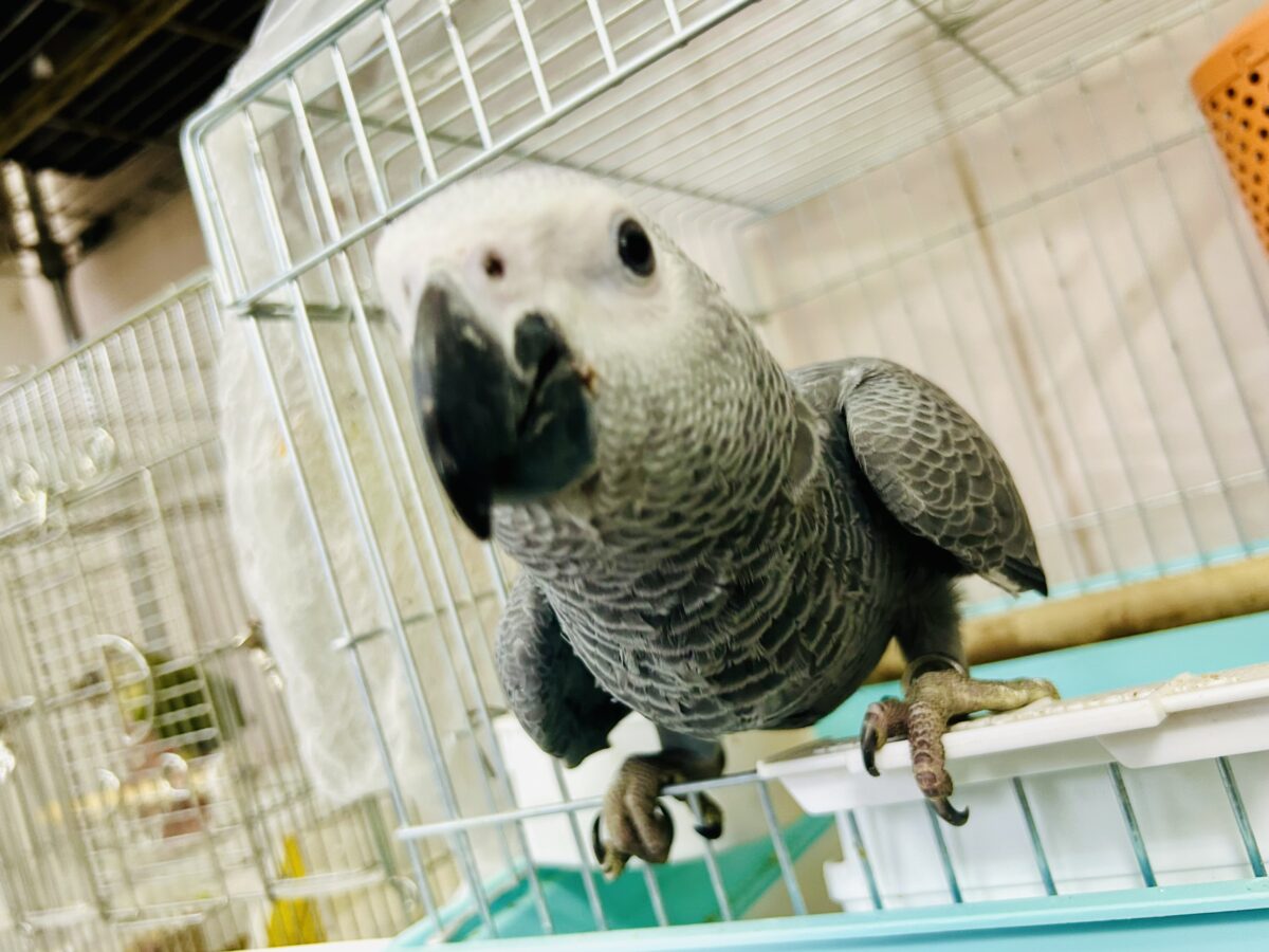 ヨウム