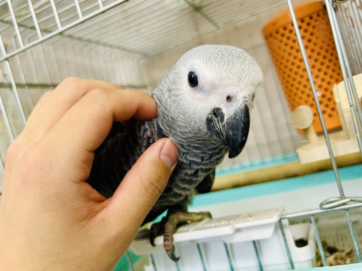 ヨウム