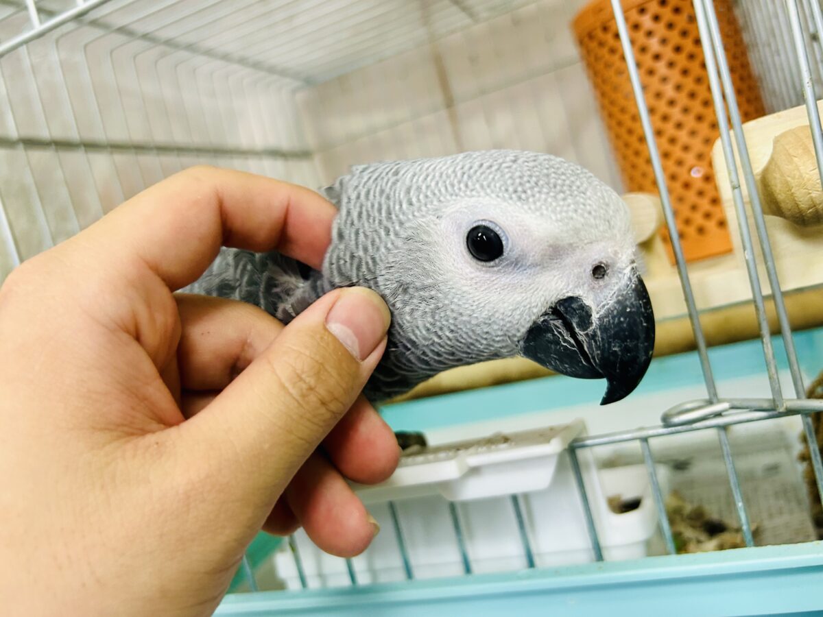 ヨウム