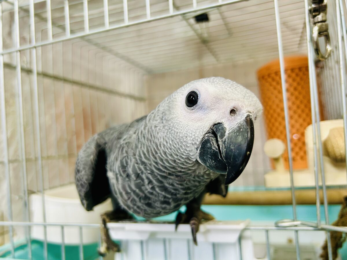 ヨウム