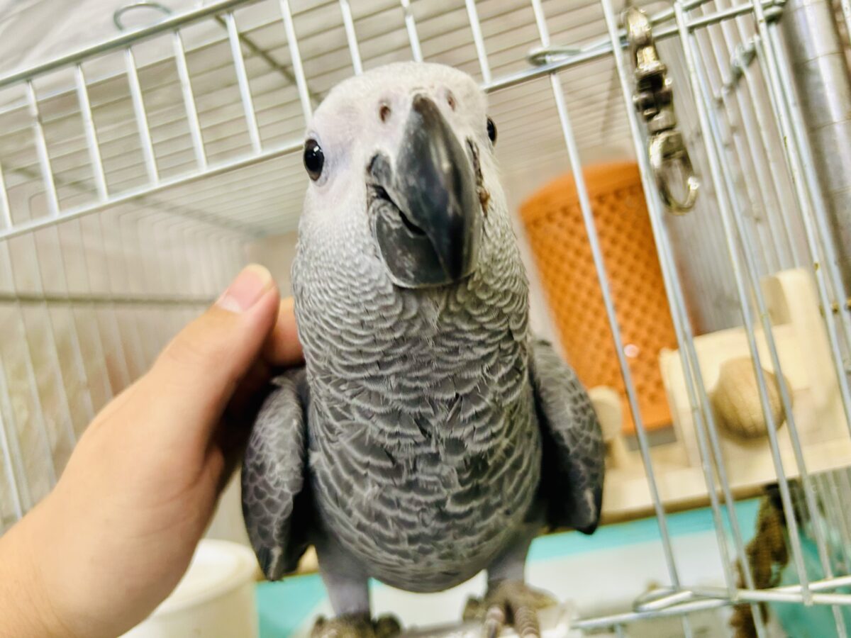 ヨウム