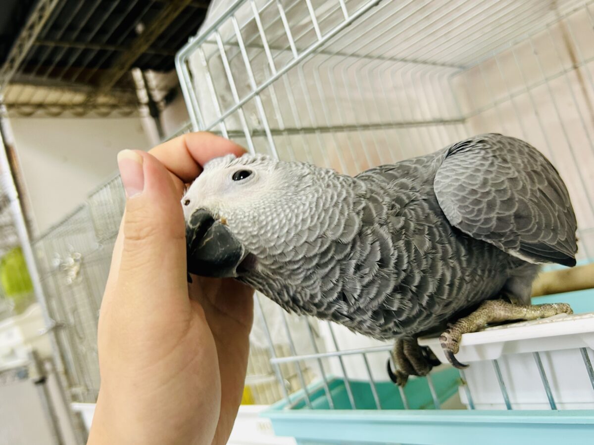 ヨウム