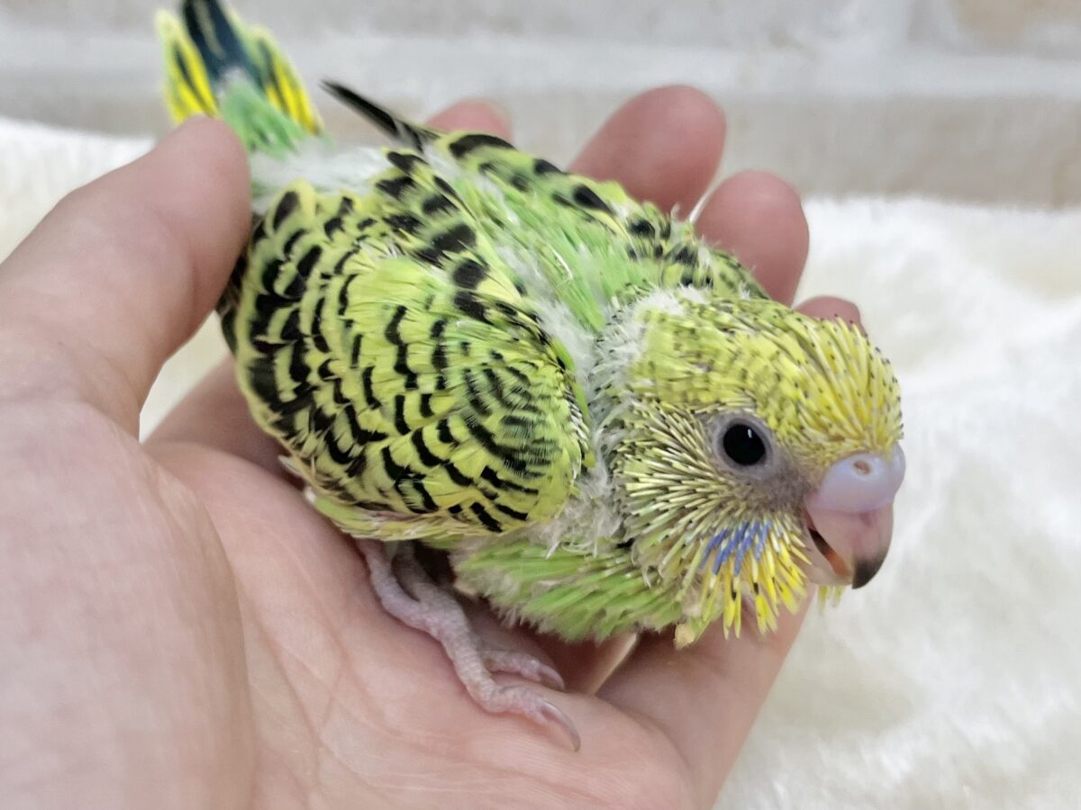 セキセイインコ