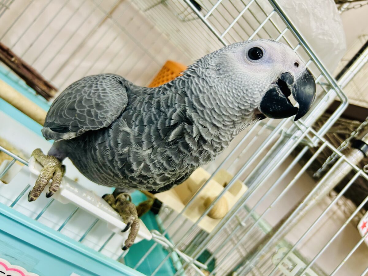 ちょっと甘え方がわからないんですけど～どうしましょ？？　ヨウム