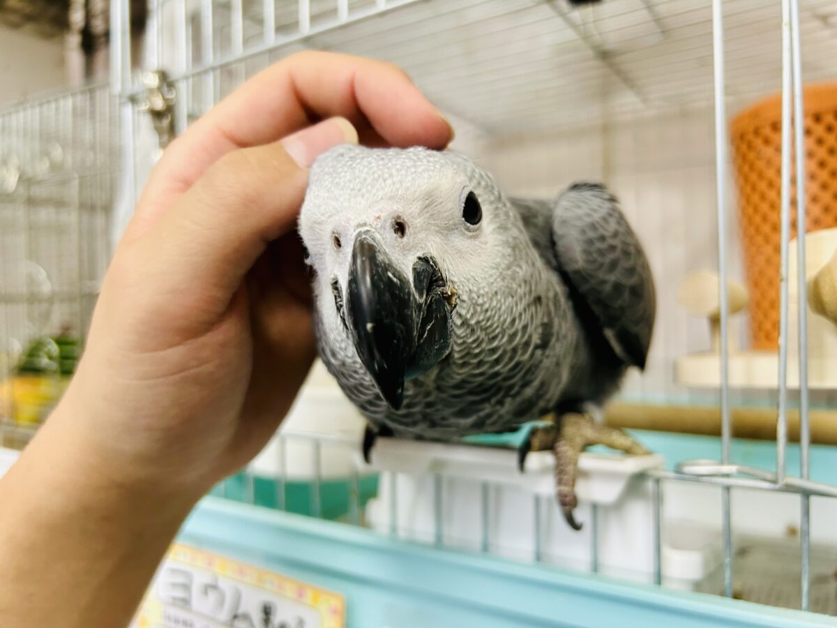 ヨウム