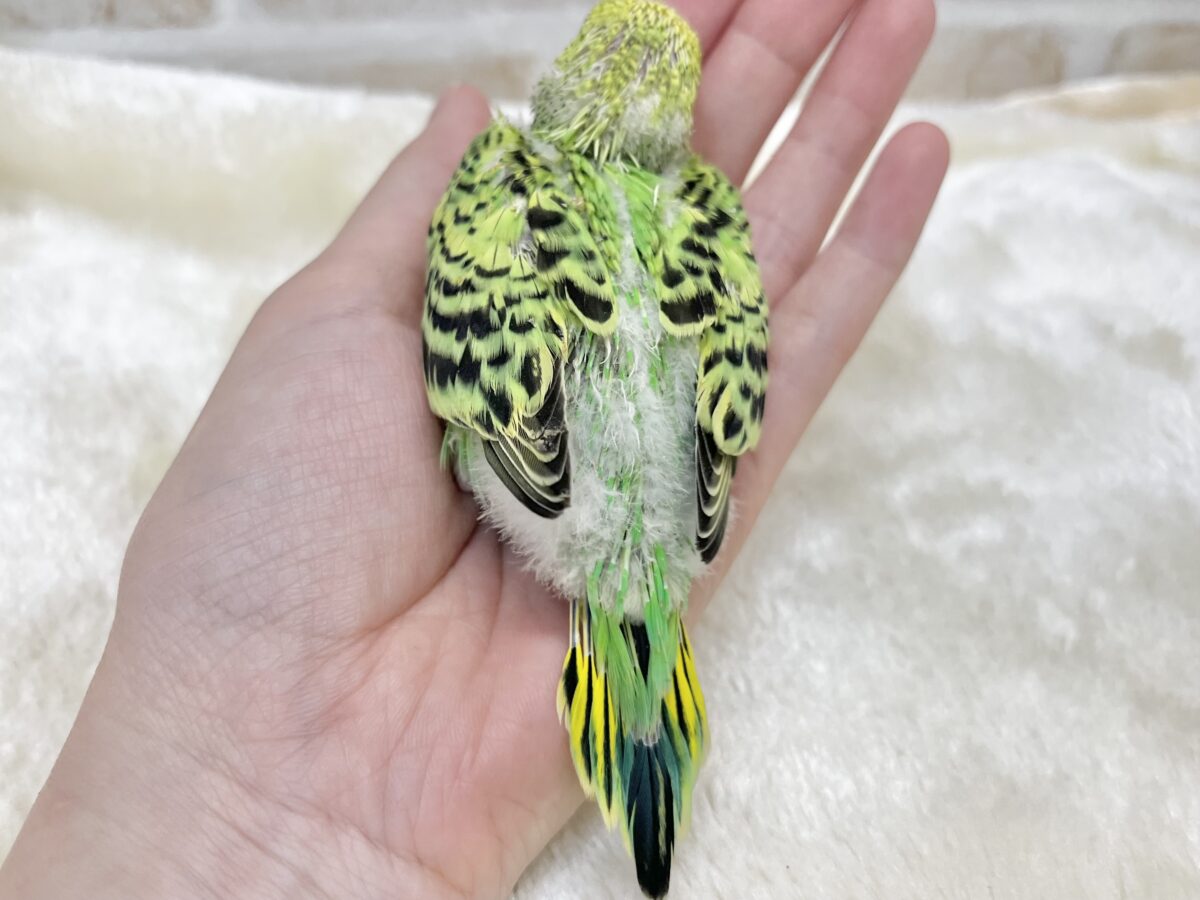 なれそうな…予感❗️✨ セキセイインコ(オパーリン) セキセイインコ