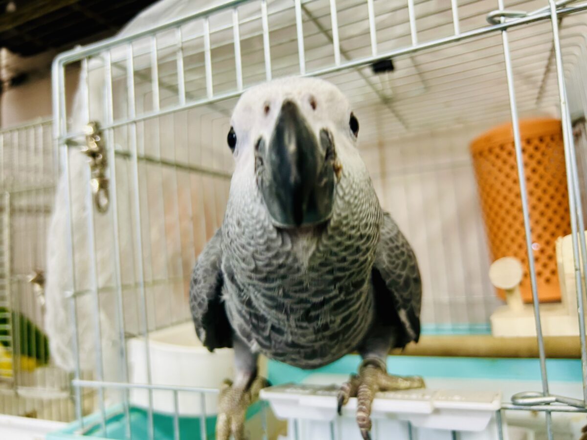 ヨウム
