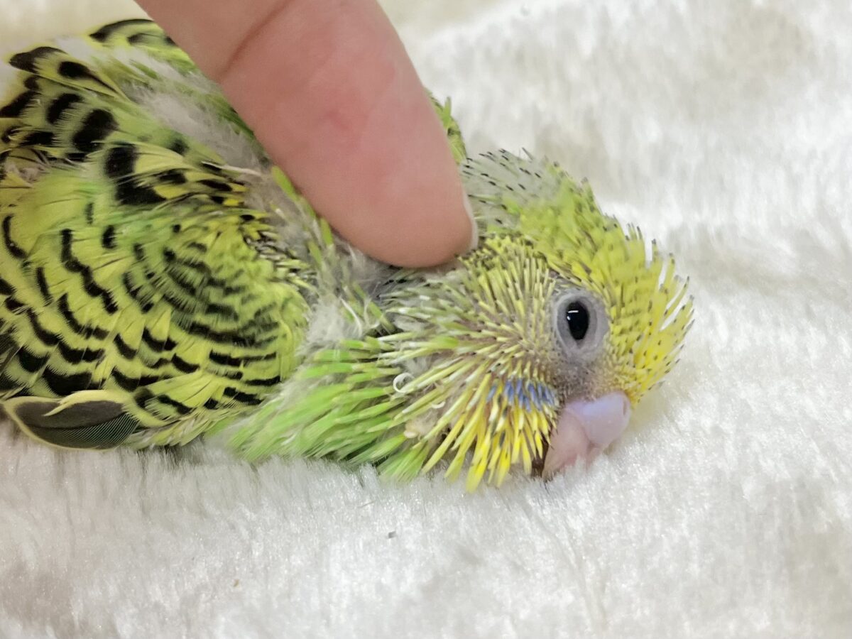 セキセイインコ