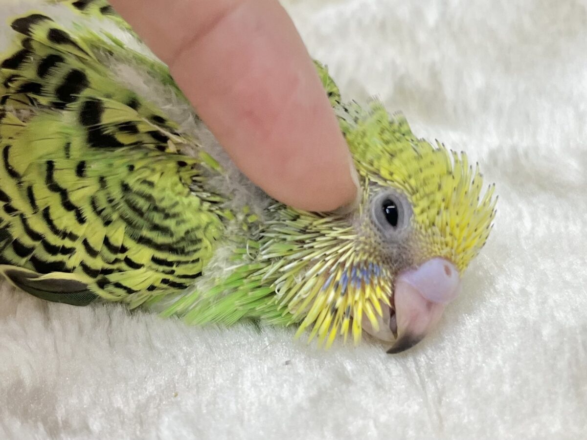 なれそうな…予感❗️✨ セキセイインコ(オパーリン) セキセイインコ