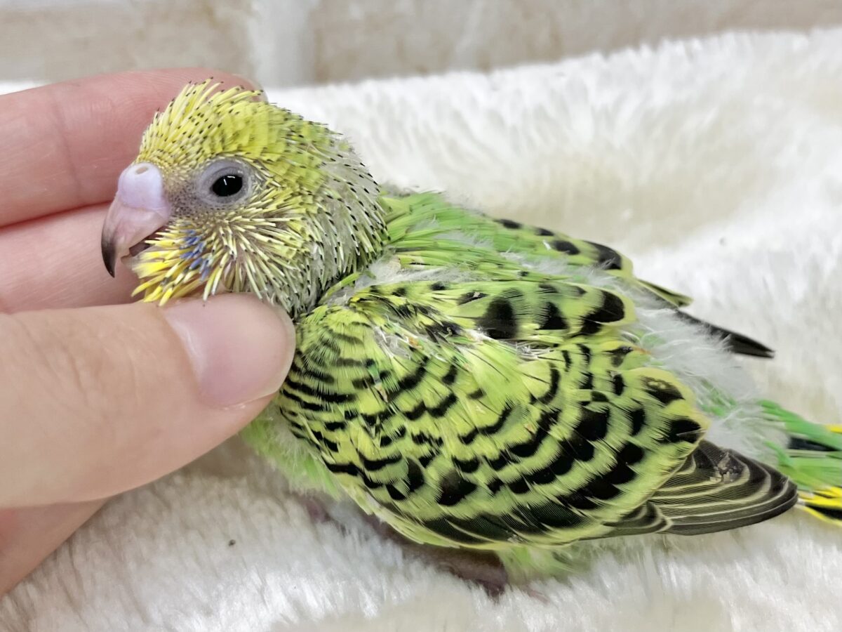 なれそうな…予感❗️✨ セキセイインコ(オパーリン) セキセイインコ