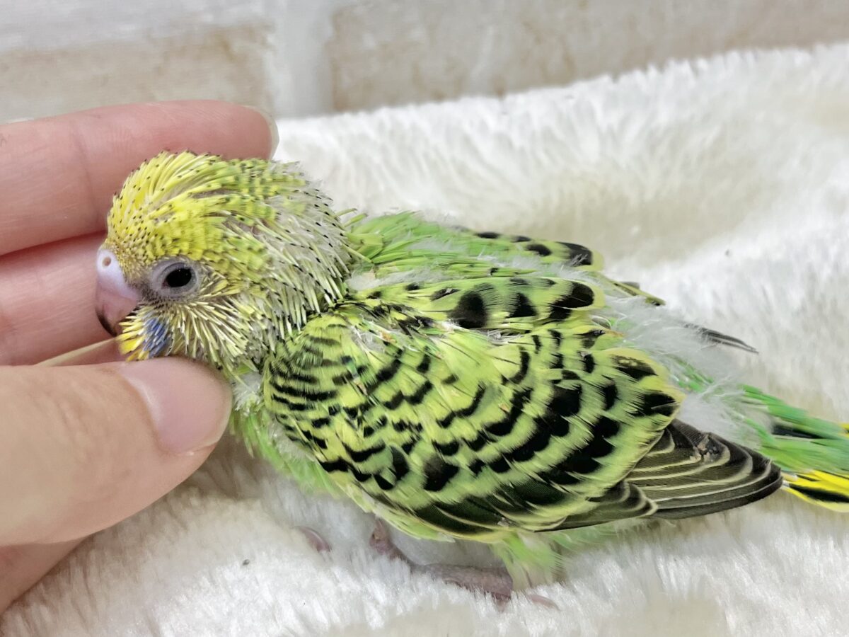 セキセイインコ
