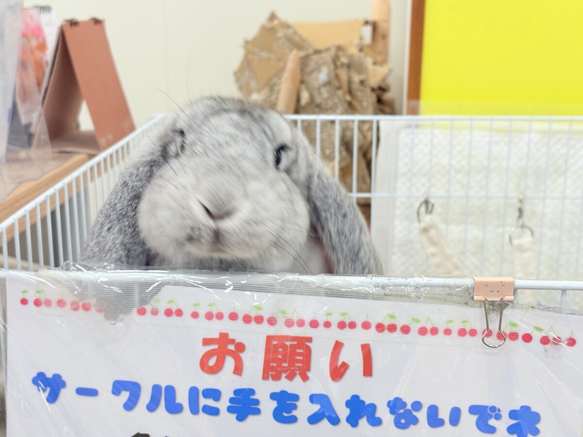 フレンチロップイヤー