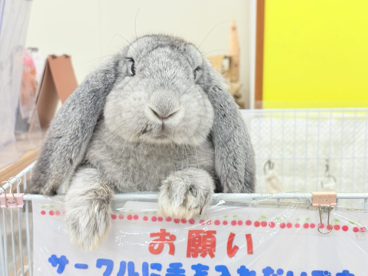 フレンチロップイヤー