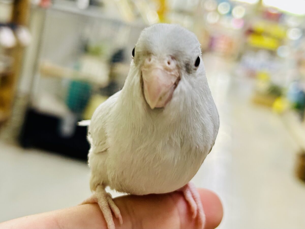 マメルリハ