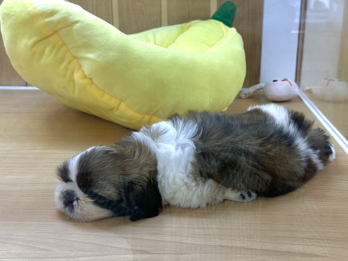 シーズー