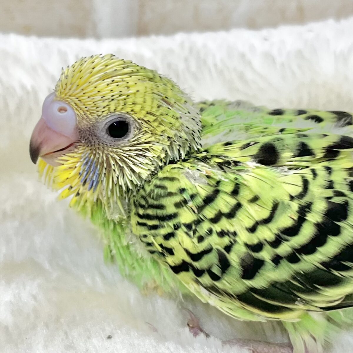 なれそうな…予感❗️✨ セキセイインコ(オパーリン) なれそうな…予感❗️✨ セキセイインコ(オパーリン)