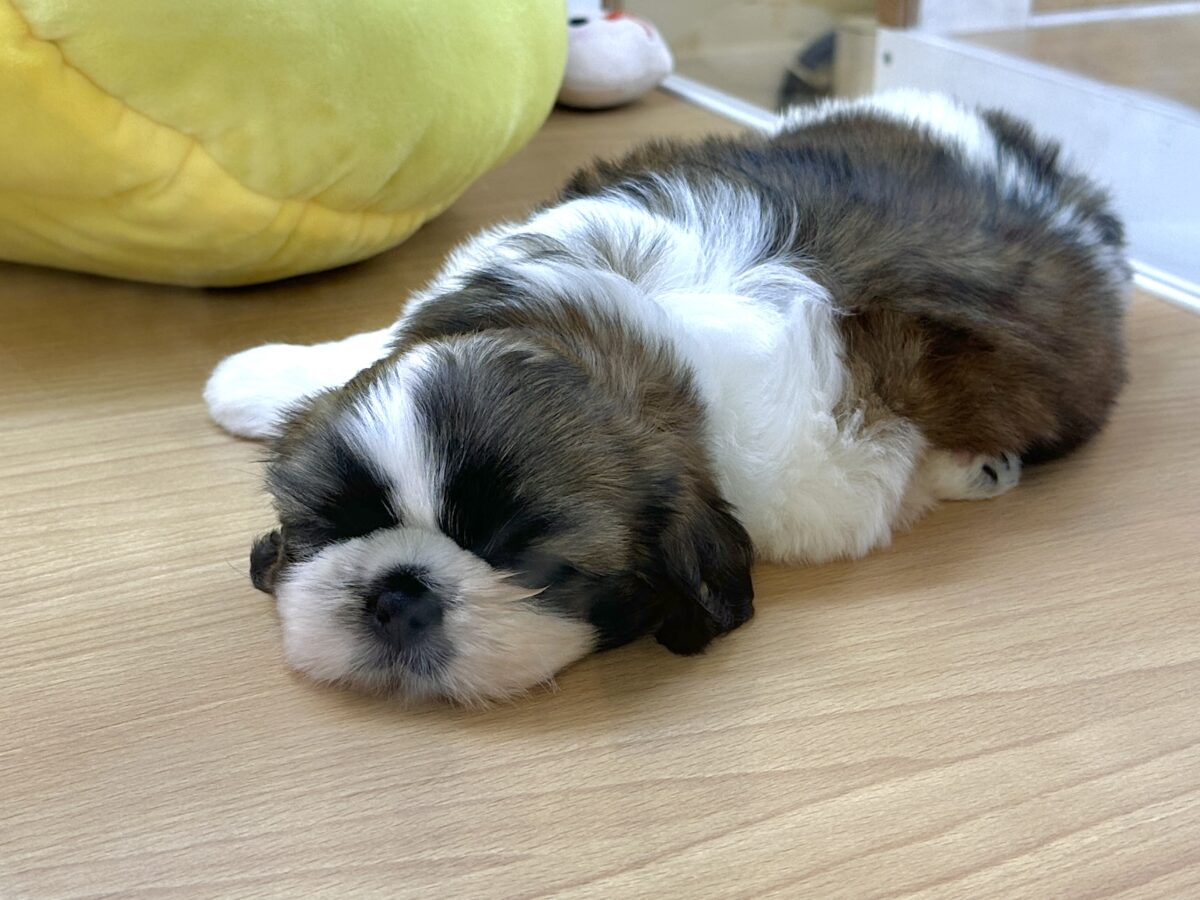 シーズー