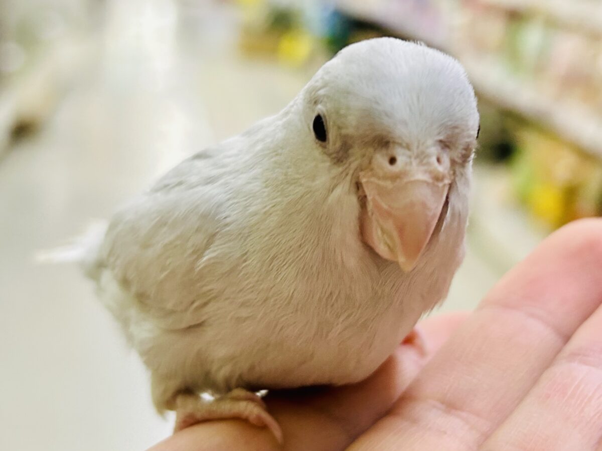 マメルリハ
