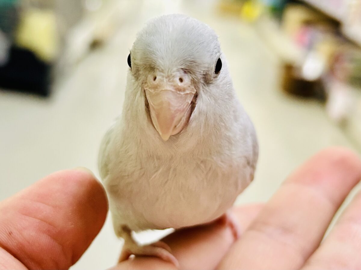 マメルリハ