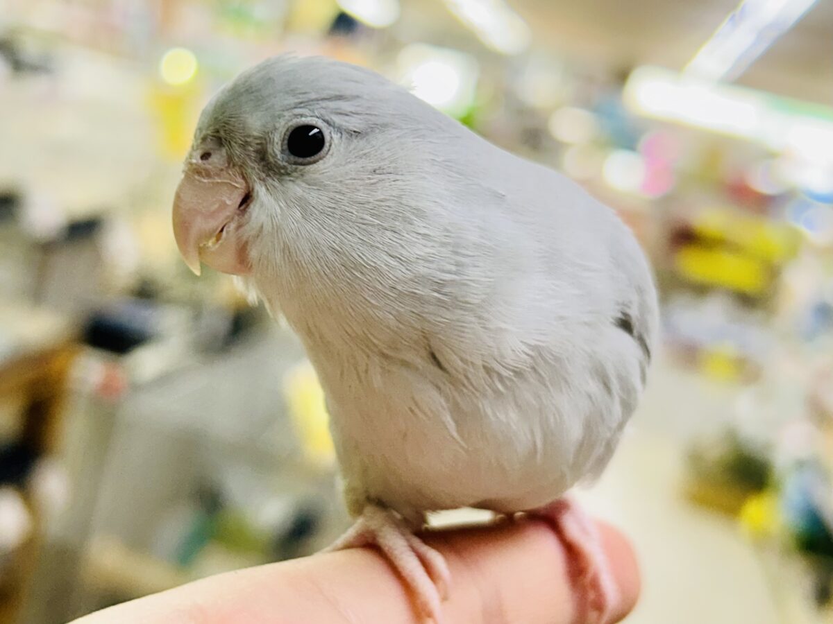 ✨最新画像✨美カラーのワンパクカイジュウっ！️🩵(≧◇≦)⟡.*　マメルリハインコ