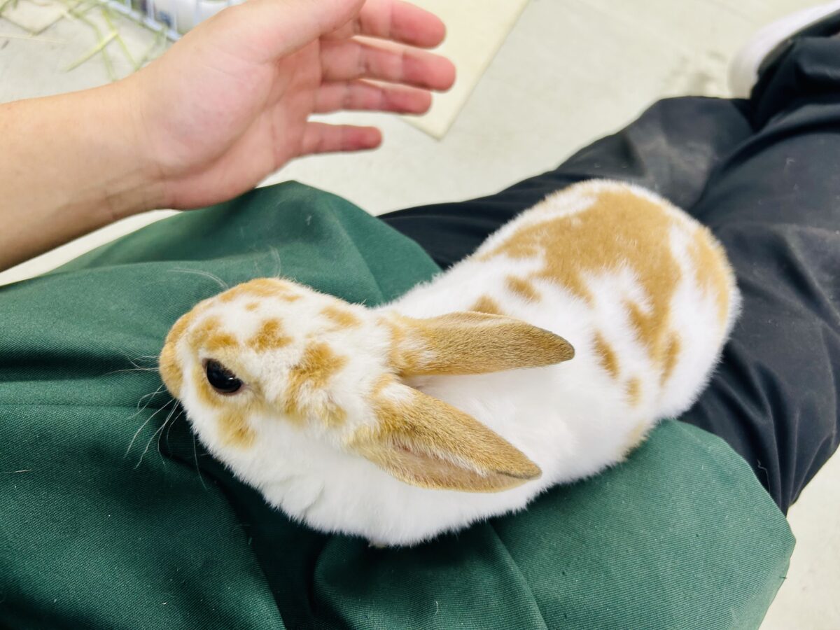 ミニレッキス