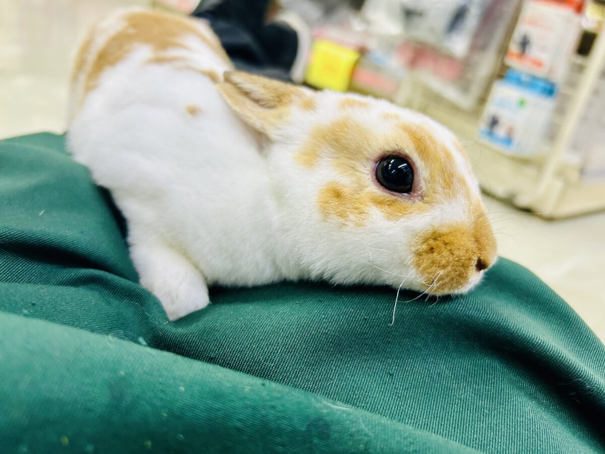 ミニレッキス