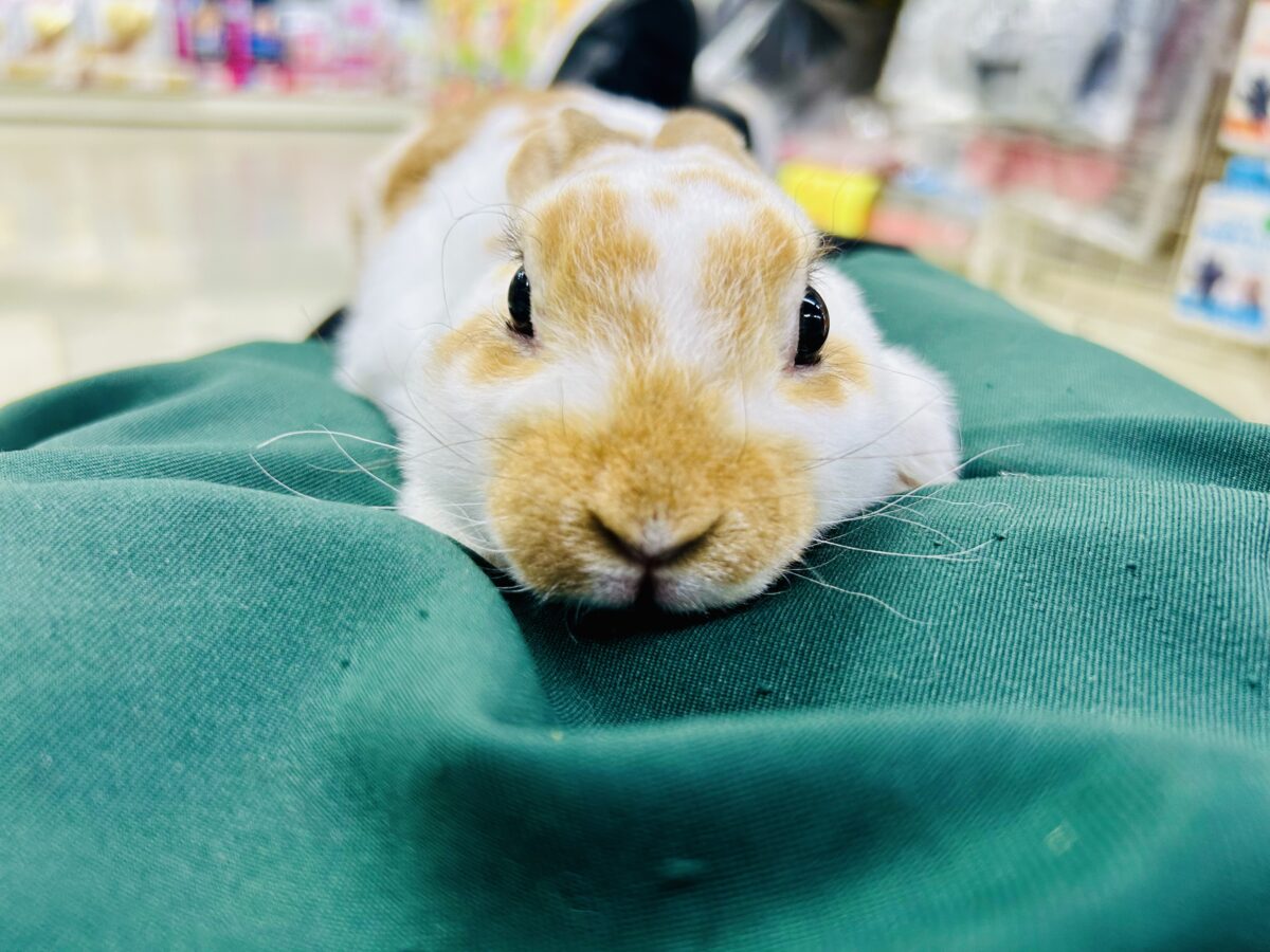 ミニレッキス