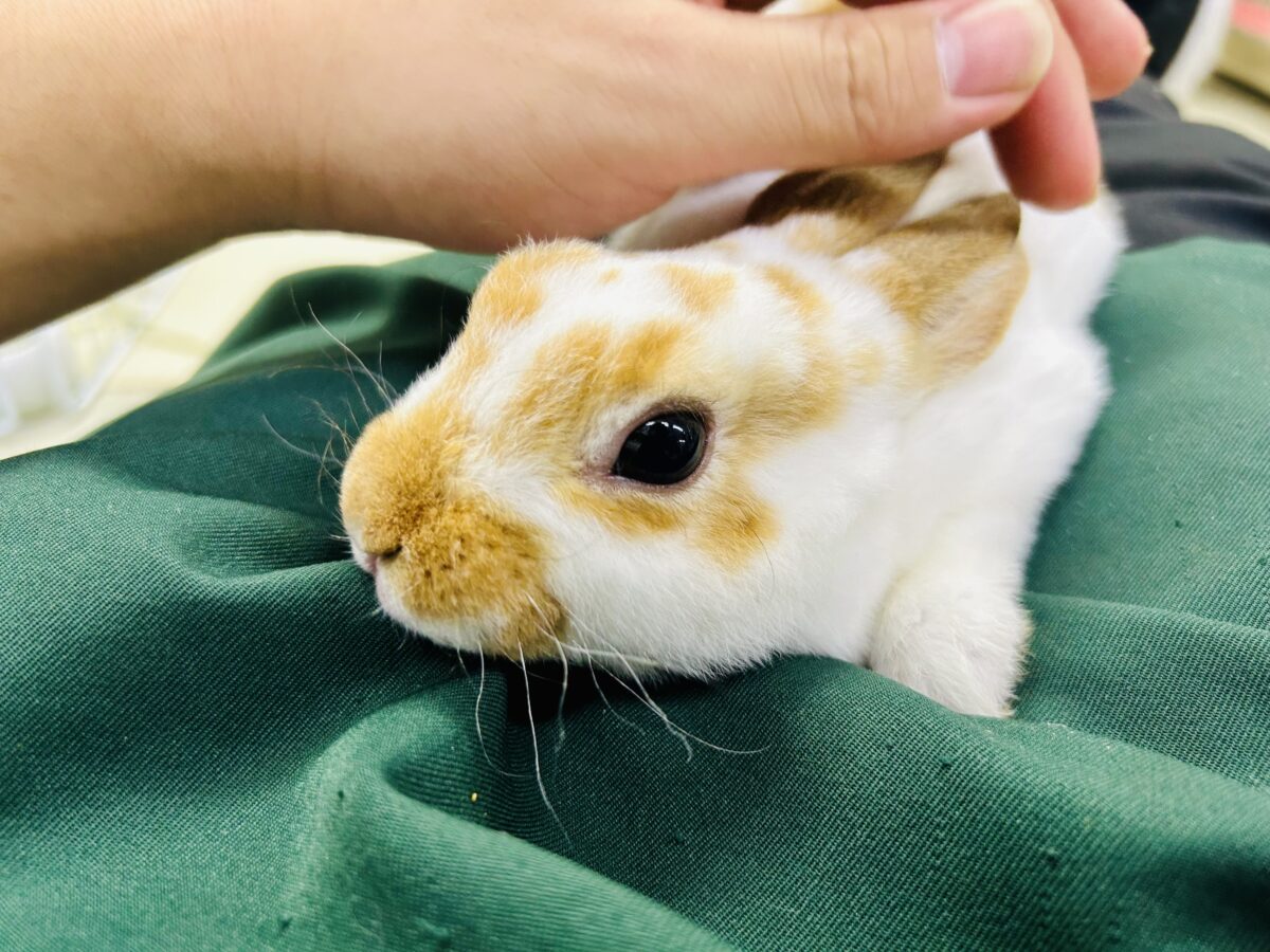 ミニレッキス