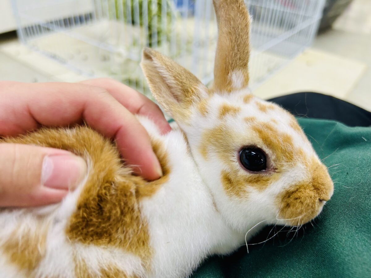 【最新画像更新☆☆】ツルスベボディの甘えん坊ちゃん(*’ω’*)　ミニレッキス