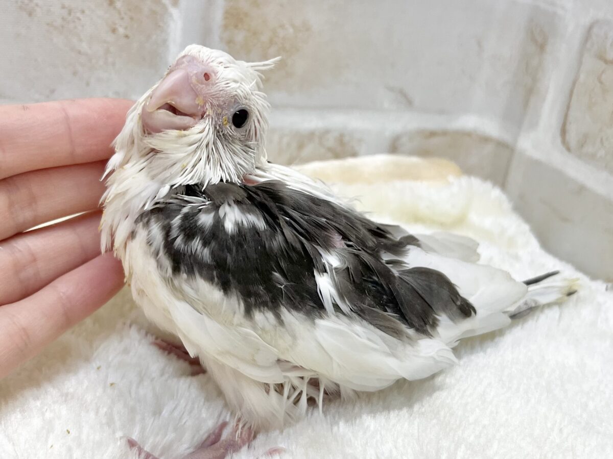 オカメインコ