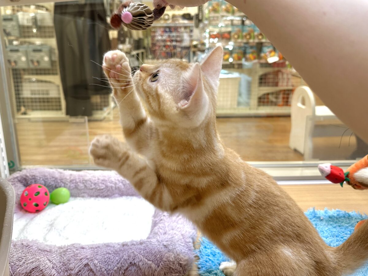 アメリカンショートヘア