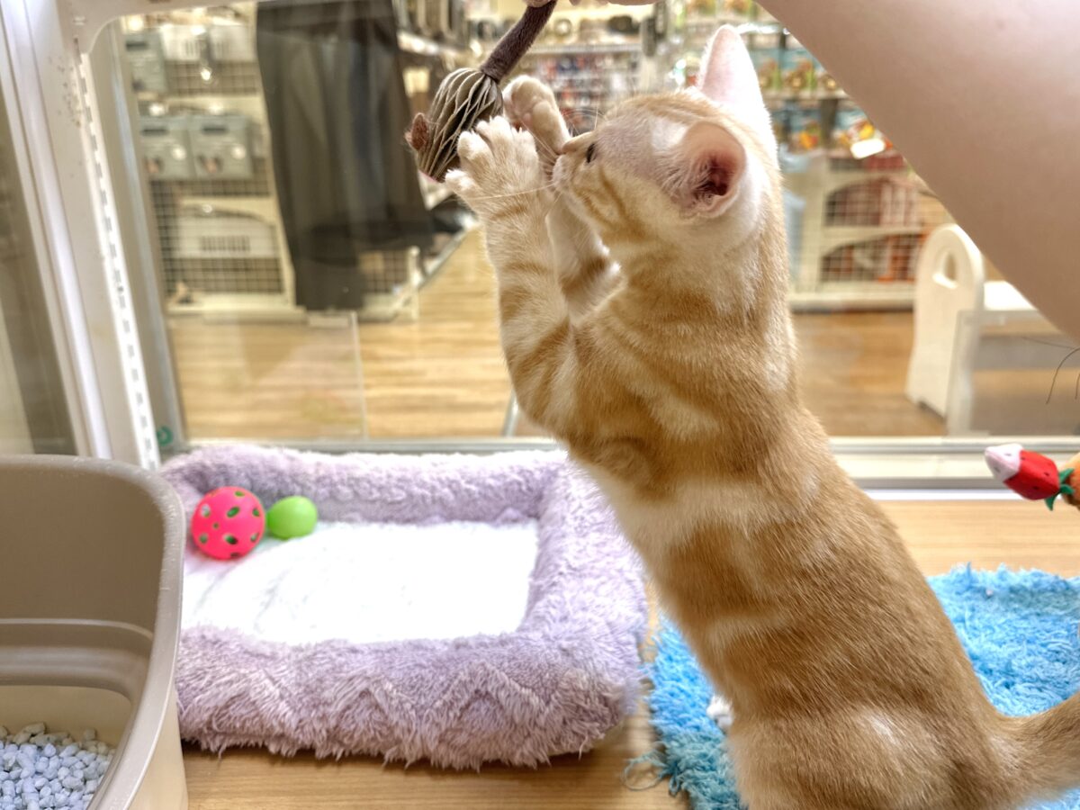 アメリカンショートヘア