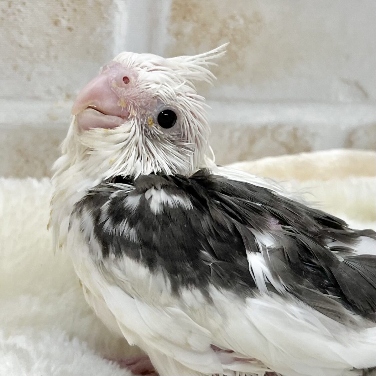 クリーム多めのオレオちゃん🍪💕　オカメインコ（ホワイトフェイスパイド）