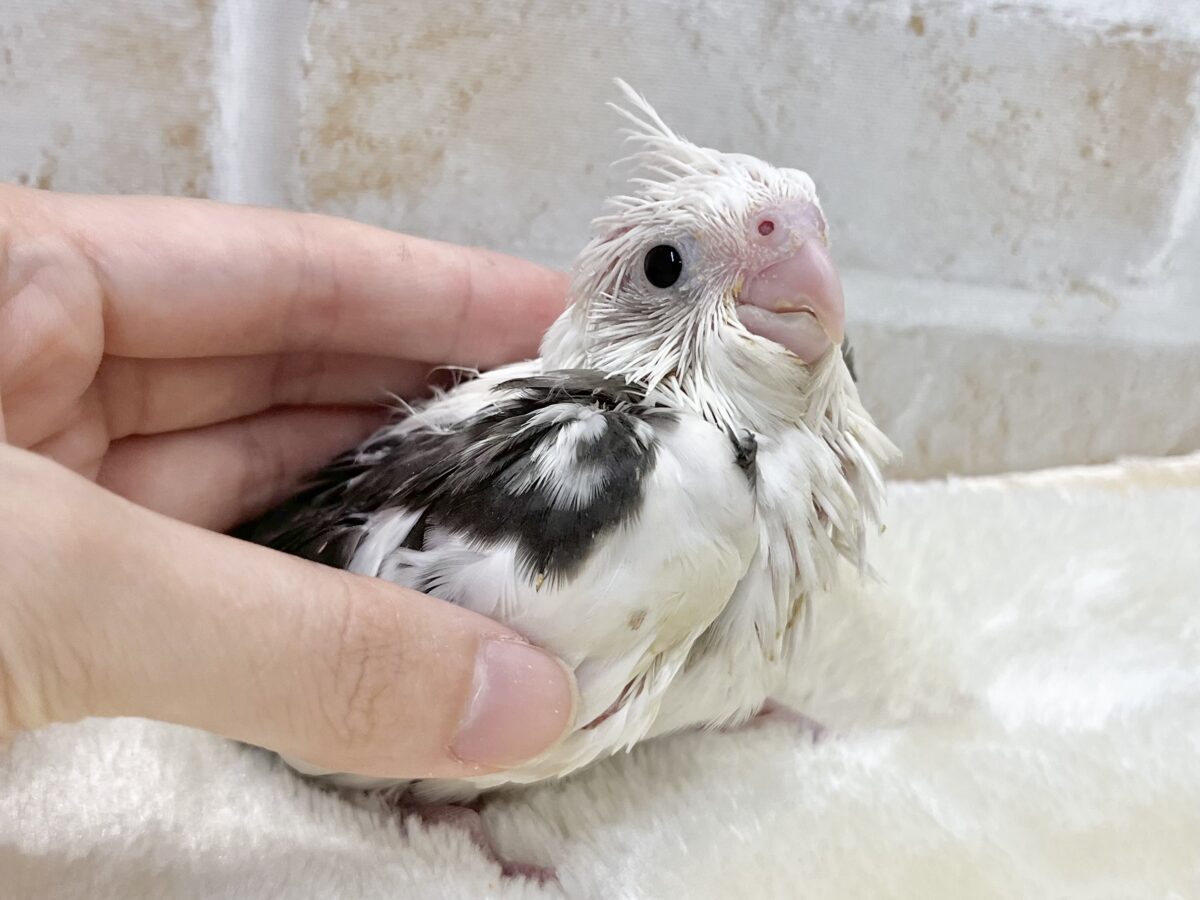 オカメインコ