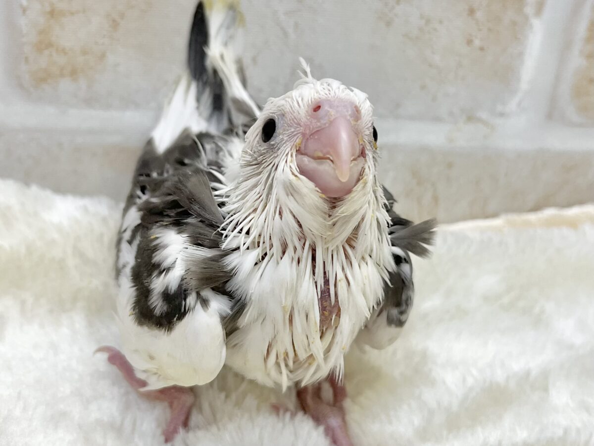 オカメインコ