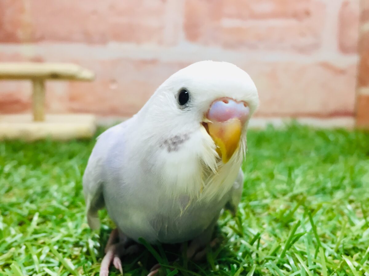 久々にライラックカラーのセキセイちゃんがやってきましたよ～✨✨✨　セキセイインコ