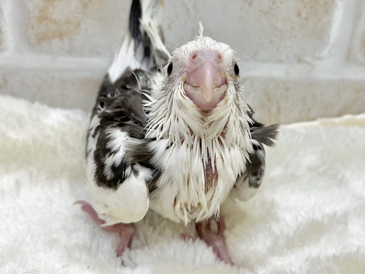 オカメインコ