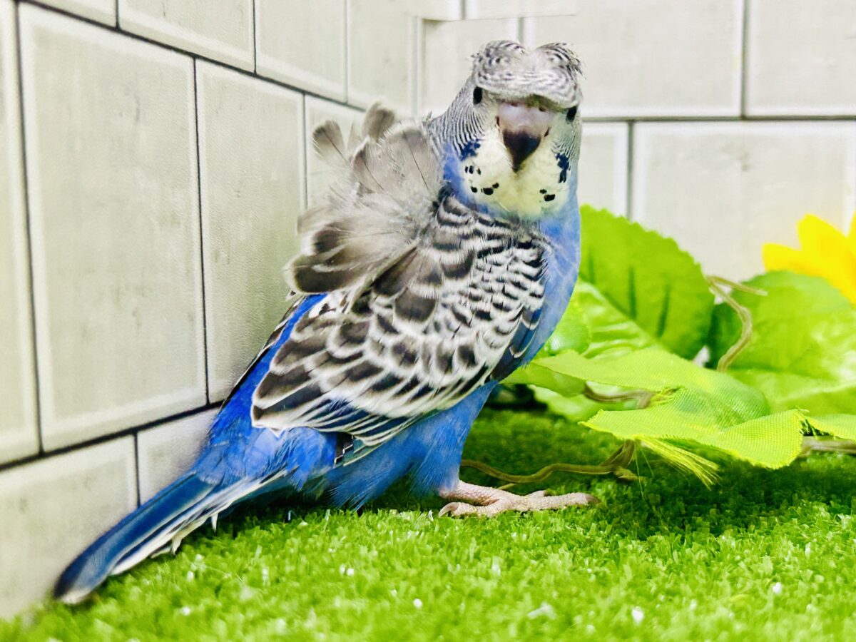 ✨最新画像更新✨シマ･クル･フワ〜の3️⃣点盛り‼️お待ちっ🙌🏻✨羽衣セキセイインコ(ノーマル/2026年6月生まれ)
