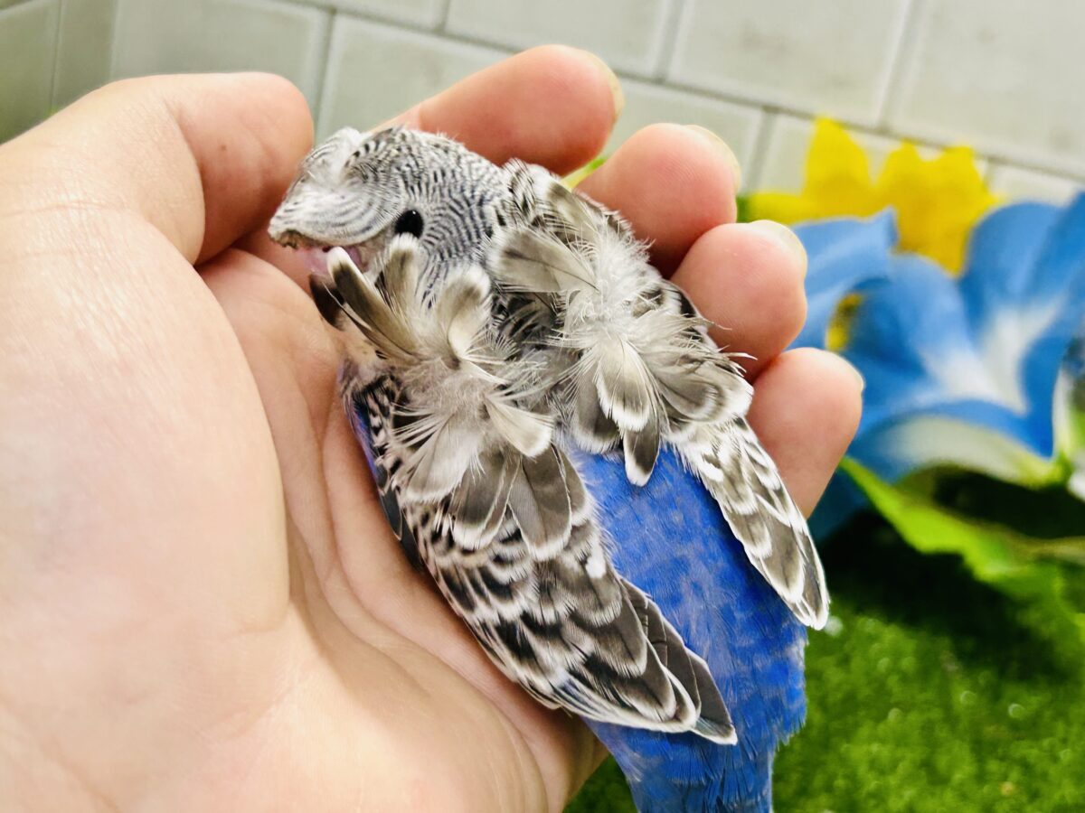 羽衣セキセイインコ