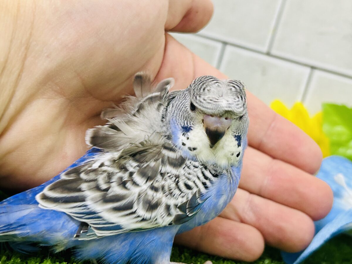 羽衣セキセイインコ