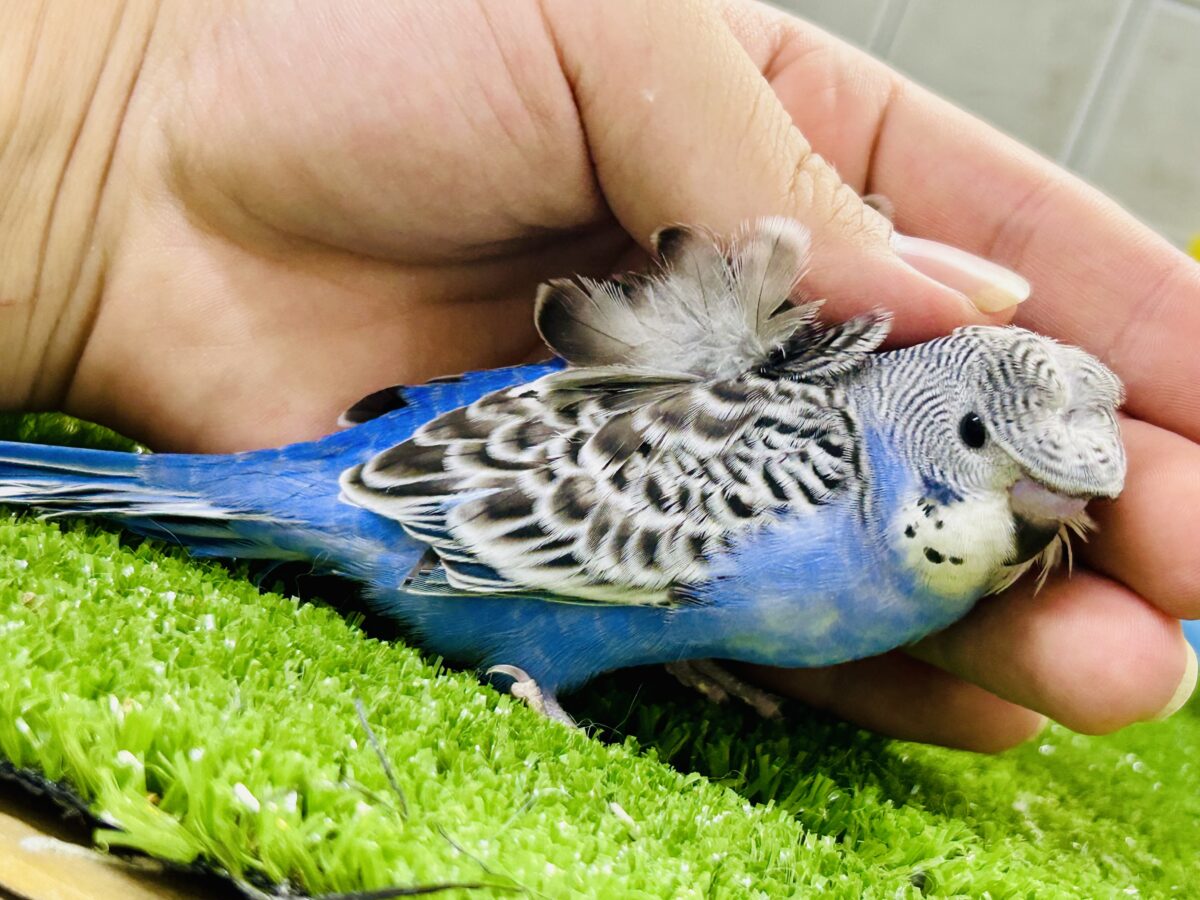 羽衣セキセイインコ
