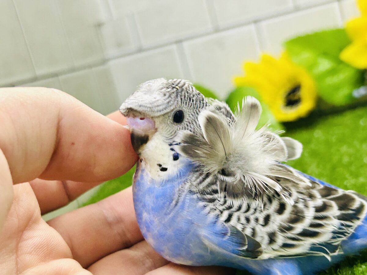 羽衣セキセイインコ