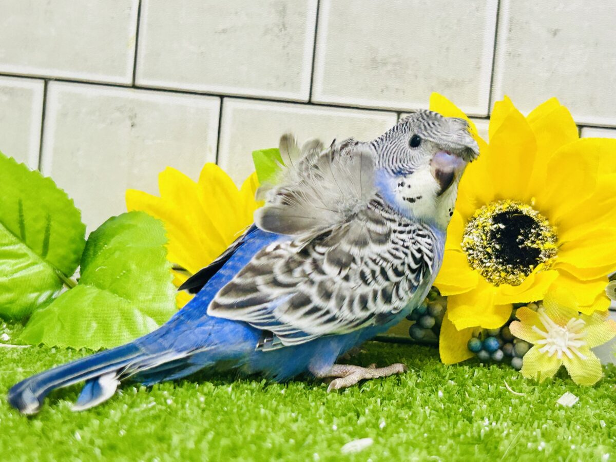 羽衣セキセイインコ
