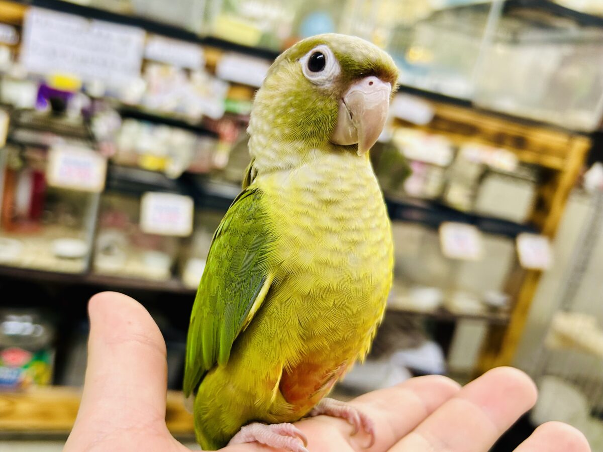 【最新画像更新☆☆】淡いカラーの人気者がやってきた♪♪ ウロコインコ ホオミドリウロコインコ